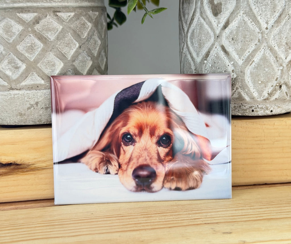 DOGS, 4 Pack