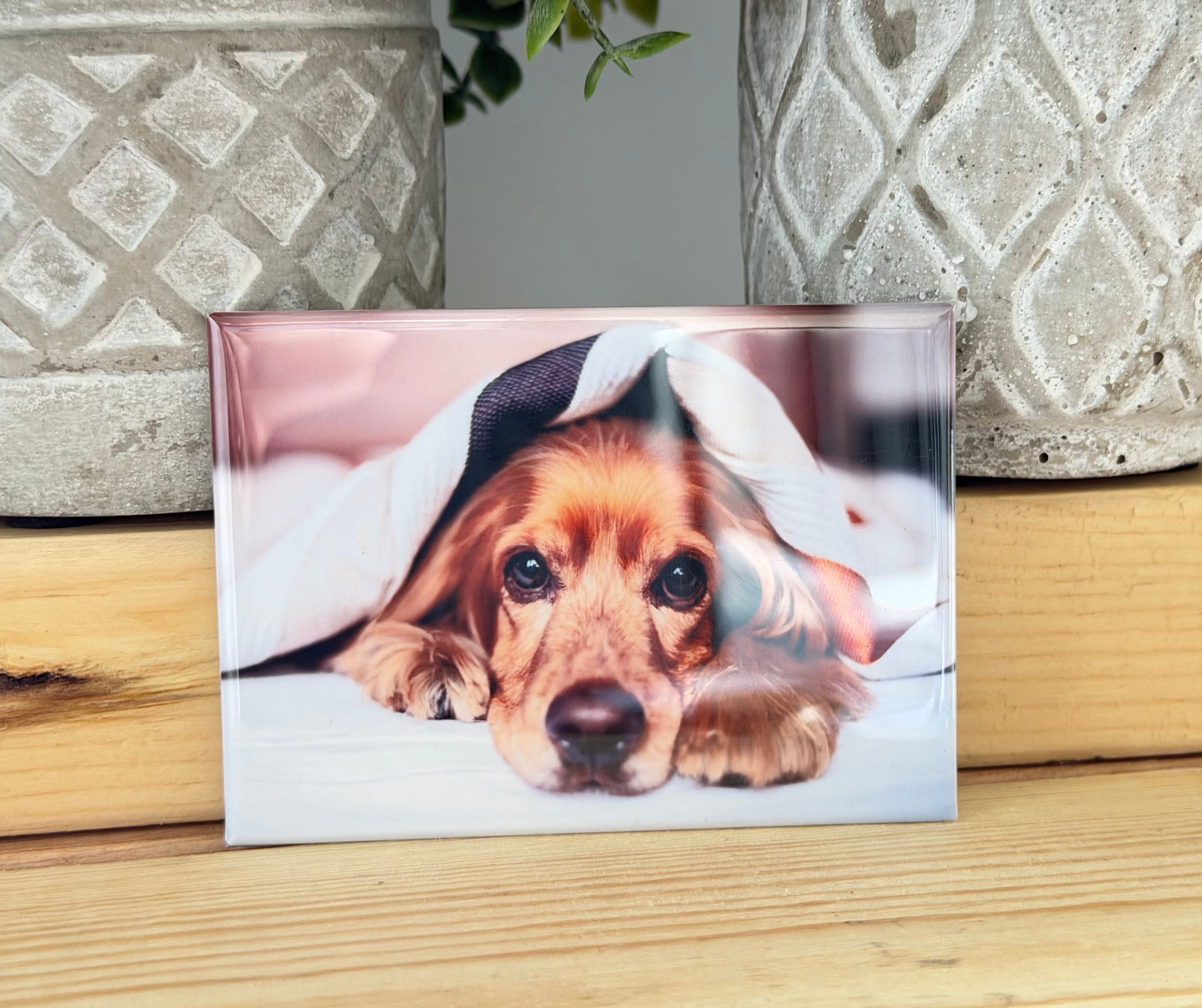 DOGS, 4 Pack
