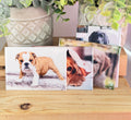 DOGS, 4 Pack