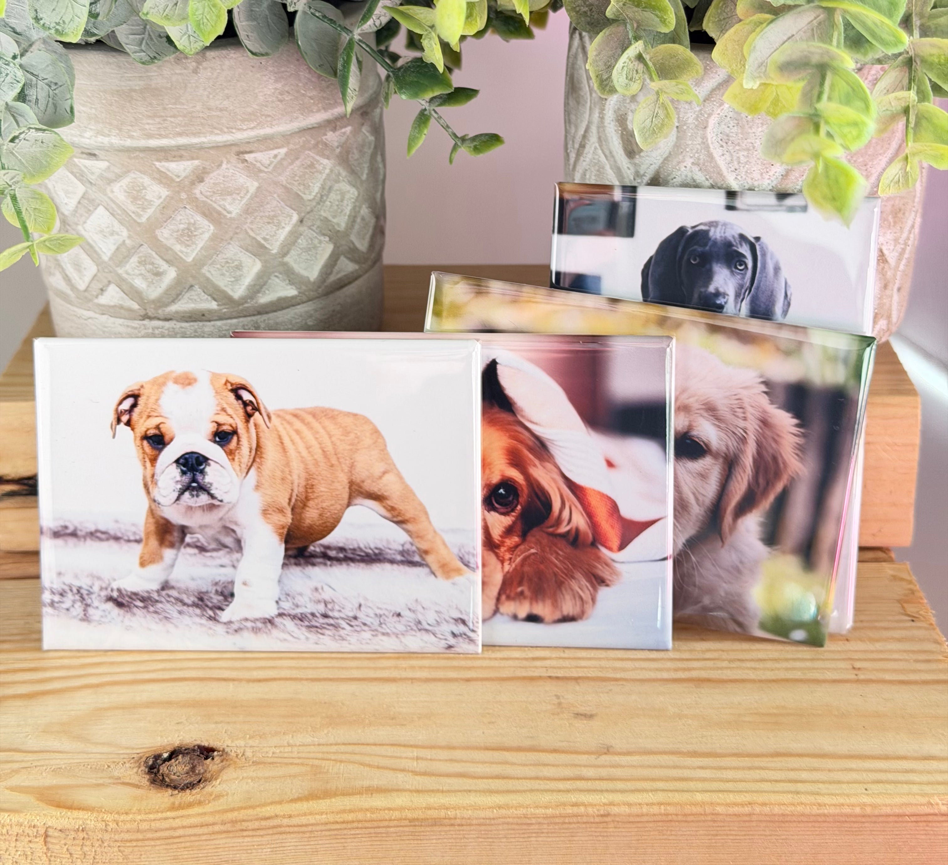 DOGS, 4 Pack