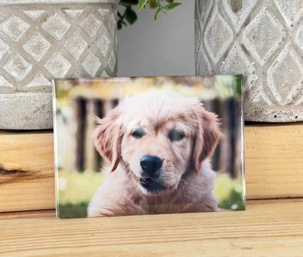 DOGS, 4 Pack